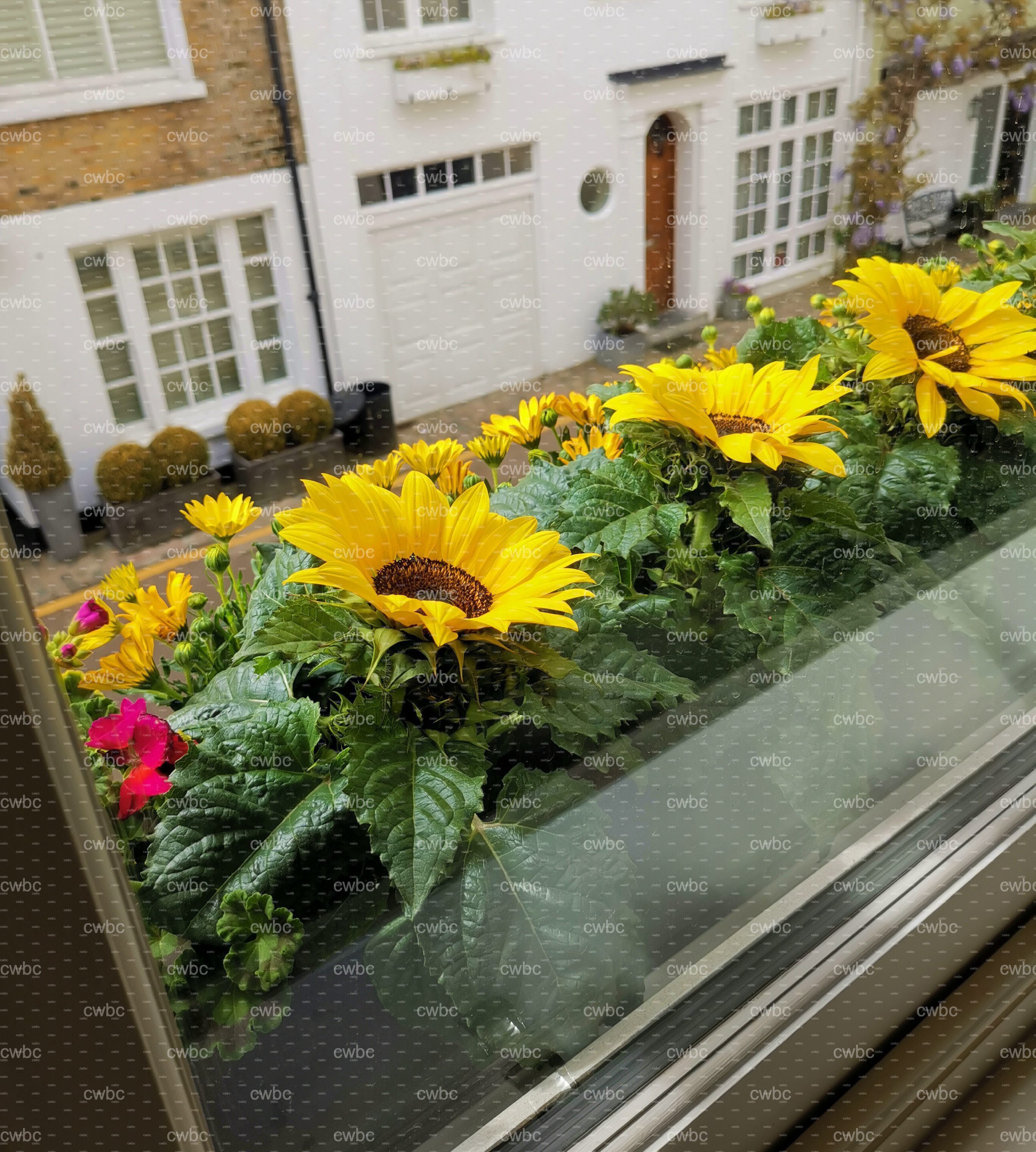 placeholder image-sq