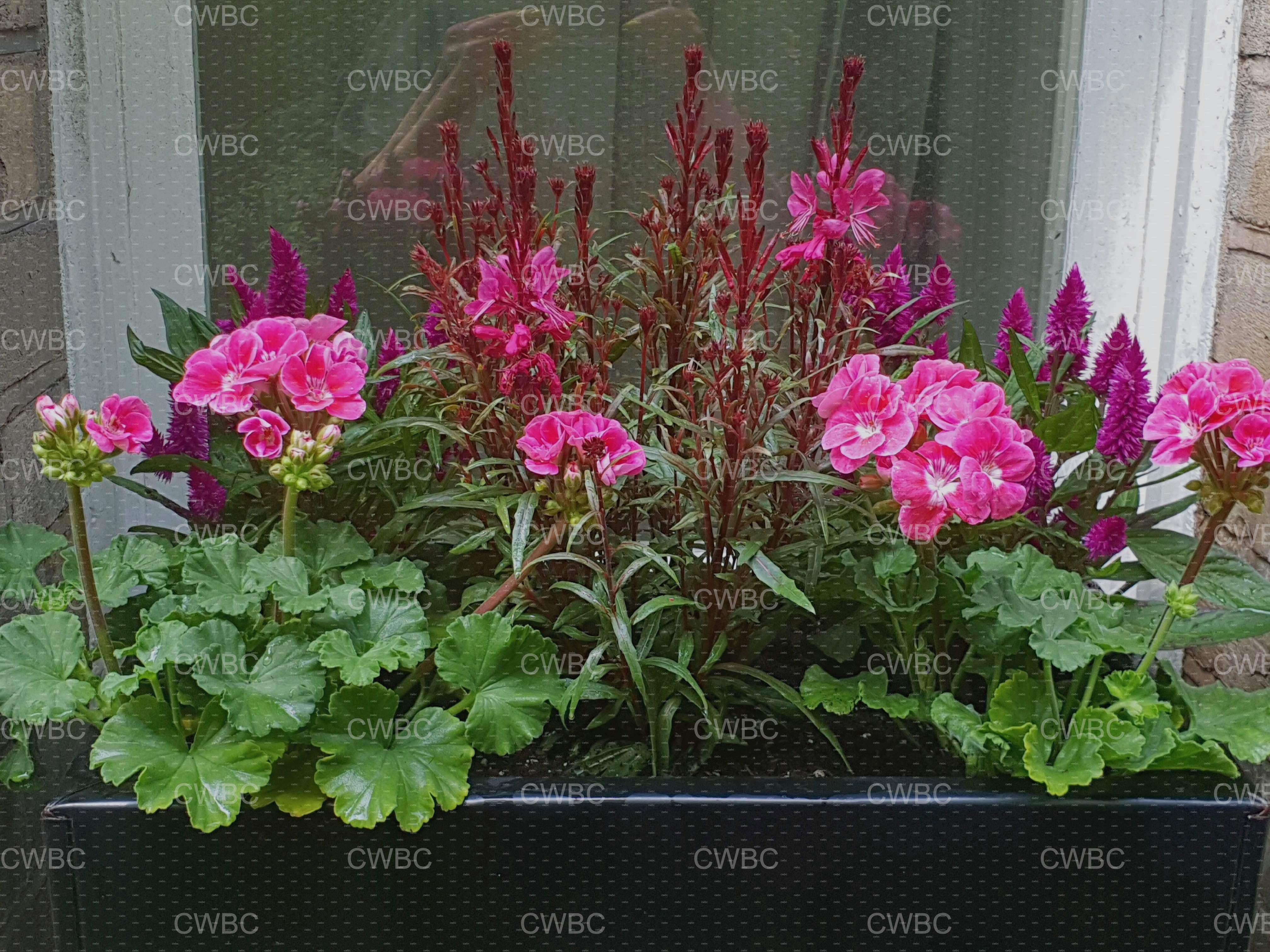 placeholder image-sq